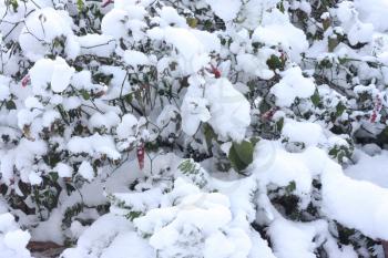 Royalty Free Photo of Winter Scene of plants Covered With Snow in Athens, Greece