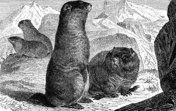 Alpine Marmot on engraving from 1890. Engraved by unknown artist and published in Meyers Konversations-Lexikon, Germany,1890.