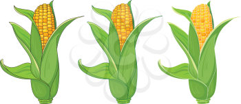 illustration of a collection corn
