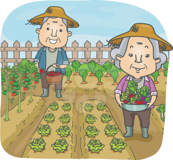 Illustration of a Happily Married Senior Citizen Couple Harvesting At Their Garden