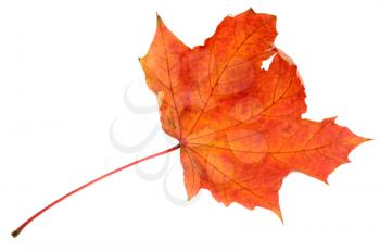 Red maple autumn leaf on a white background