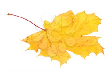 Yellow maple autumn leaf on a white background