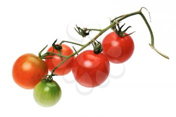 Branch of red tomatto, isolated on a white background