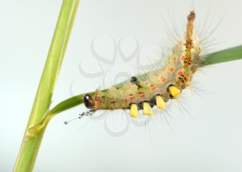 Royalty Free Photo of a Caterpillar With Tufts on a Leaf