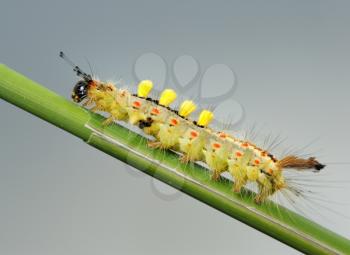 Royalty Free Photo of a Small Caterpillar With Hair on a Blade of Grass
