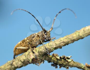 Royalty Free Photo of a Beetle Cerambycidae on a Dry Branch