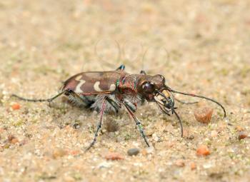 Royalty Free Photo of a Small Predatory Beetle, Tigerbeetle (Cicindela Hybrida).