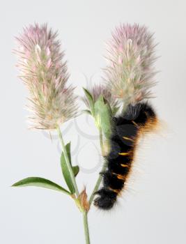 Royalty Free Photo of a Black and Orange Caterpillar on Clover