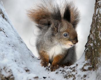 Royalty Free Photo of a Squirrel in a Tree Fork in Winter