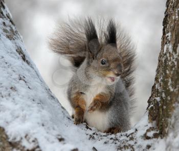 Royalty Free Photo of a Squirrel in a Tree in Winter