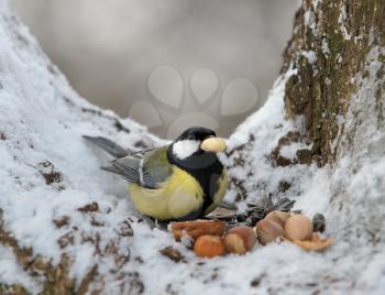 Royalty Free Photo of a Titmouse With a Nut in Winter