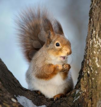 Royalty Free Photo of a Squirrel in a Tree