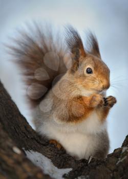 Royalty Free Photo of a Squirrel in a Tree