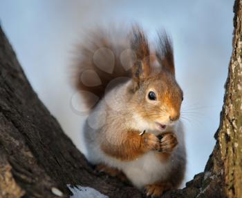 Royalty Free Photo of a Squirrel in the Fork of a Tree