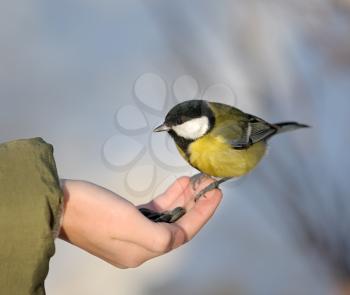Royalty Free Photo of a Titmouse Taking Seeds From a Boy's Hand