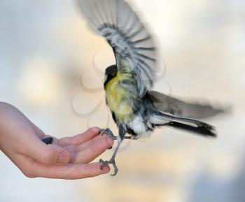 Royalty Free Photo of a Titmouse on a Boy's Hand