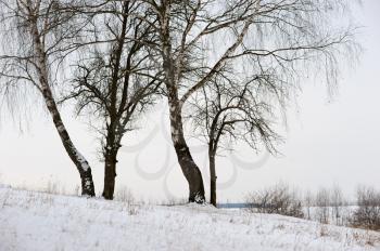 Royalty Free Photo of a Snowy Day With Two Trees at the Top of a Small Rise