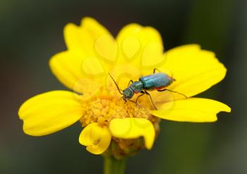 Royalty Free Photo of a Bug on a Yellow Flower