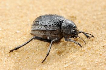 Royalty Free Photo of a Beetle in the Desert