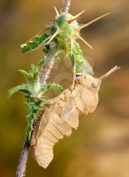 Royalty Free Photo of a Grasshopper on a Prickly Plant