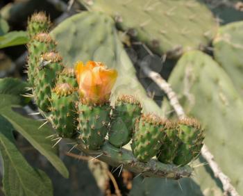 Royalty Free Photo of a Flowering Cactus
