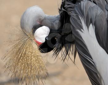Royalty Free Photo of a Crowned Crane Cleaning Its Feathers