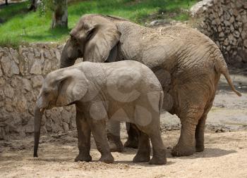 Royalty Free Photo of a Parent and Baby Elephant