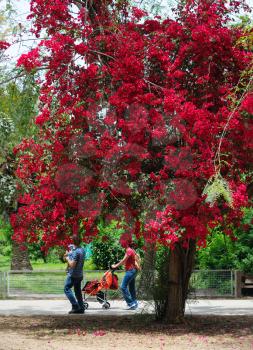 Royalty Free Photo of People Walking by a Tree With Bright Flowers
