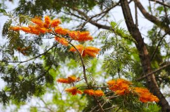 Royalty Free Photo of Tree With Orange Flowers