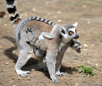 Royalty Free Photo of a Lemur and Baby
