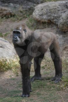 Royalty Free Photo of a Gorilla