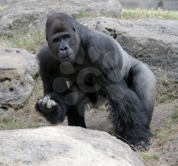 Royalty Free Photo of Gorillas