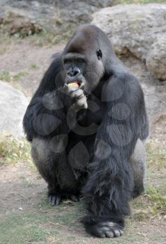Royalty Free Photo of a Gorilla
