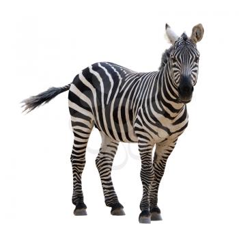 A strip of black, a strip of white - zebra in a zoo, isolated.
