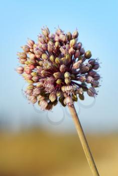 Royalty Free Photo of a Flower Budding