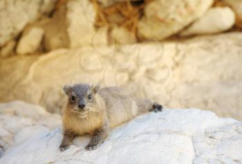 Royalty Free Photo of a Yellow-Spotted Rock Hyrax in the Ein Gedi Nature Reserve