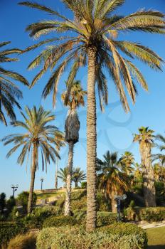 Royalty Free Photo of a Street With Houses and Palm Trees