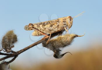 Royalty Free Photo of a Grasshopper on a Branch