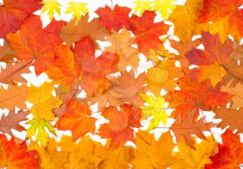 Royalty Free Photo of an Autumn Leaf Background
