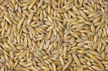 Royalty Free Photo of Oat Seeds