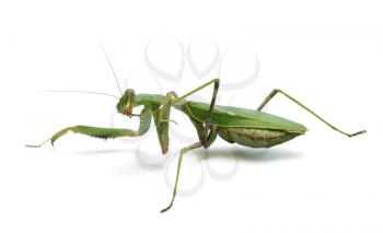 Praying mantis, isolated on a white background