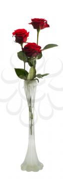 Three red roses in a narrow white vase, isolated
