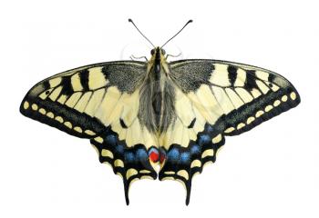 Royalty Free Photo of a Swallowtail Butterfly