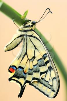 Royalty Free Photo of a Butterfly on a Stem