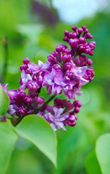 Royalty Free Photo of a Lilac