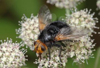 Royalty Free Photo of Fly (Tachina Grossa) on a Flower