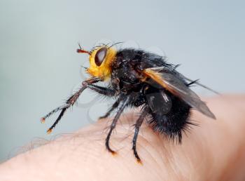 Royalty Free Photo of a Black Fly With a Yellow Head Resting on a Human Finger