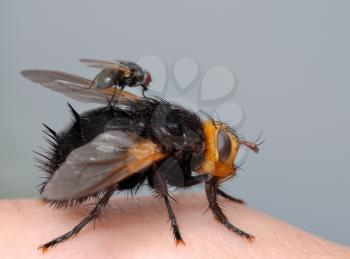 Royalty Free Photo of a Fly With a Small Fly on Top Sitting on a Finger