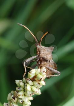 Royalty Free Photo of a Dock Bug on a Flower