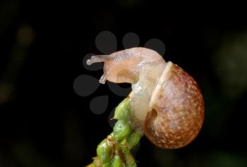 Royalty Free Photo of a Snail